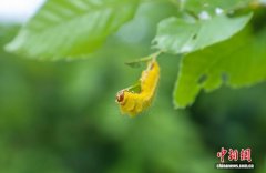 河南鲁山：春蚕枝头金灿灿